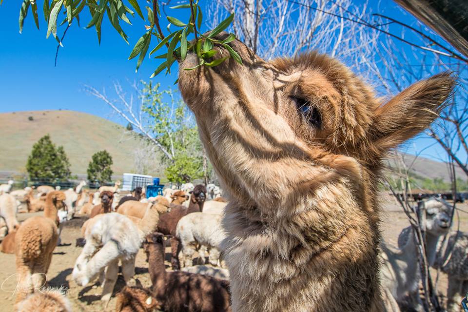 alpaca in field of alpas eating from a branch